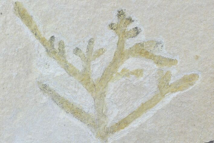 Fossil Plant (Brachyphyllum) - Solnhofen Limestone, Germany #97469